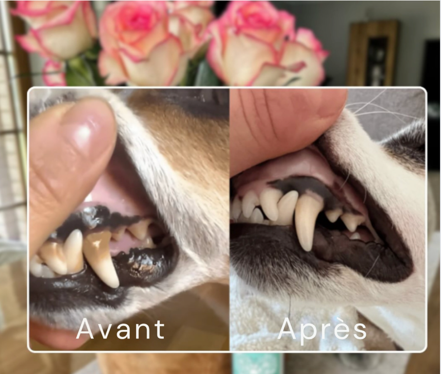 🦷 Dentaclean™ – Le soin dentaire naturel pour chiens